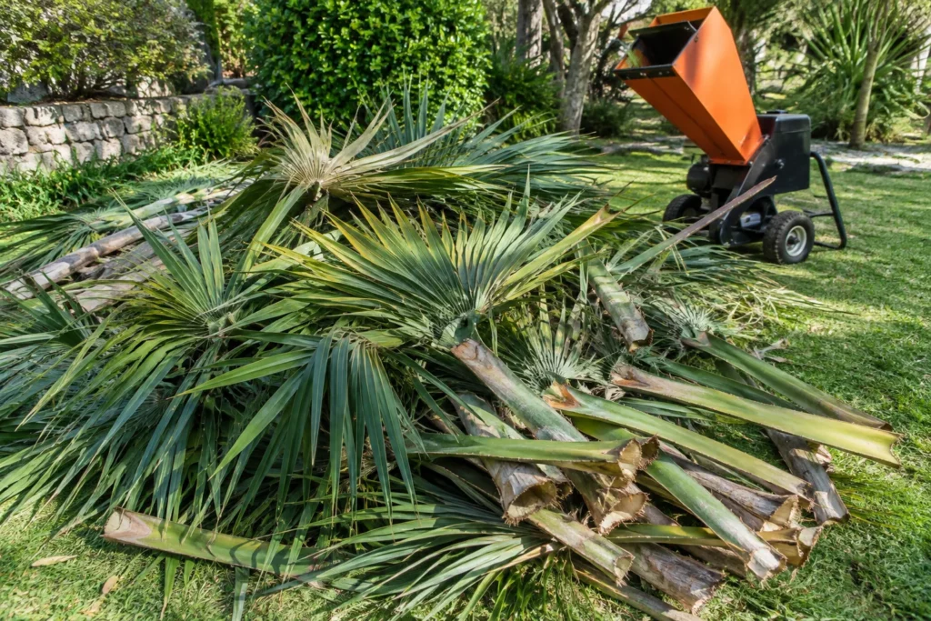 Palmes de palmier coupées regroupées dans un jardin, avec un broyeur de végétaux visible en arrière-plan.